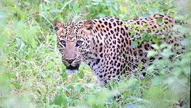 Same Day Jaipur to Ranthambore Tiger Safari Tour by Cab